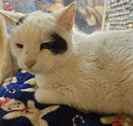 Photo of Patches