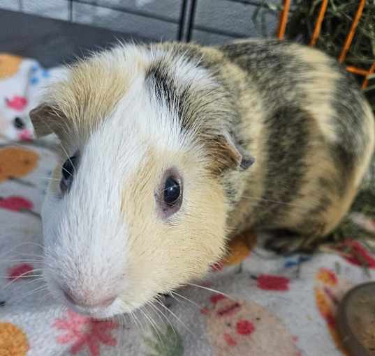Photo of Berry