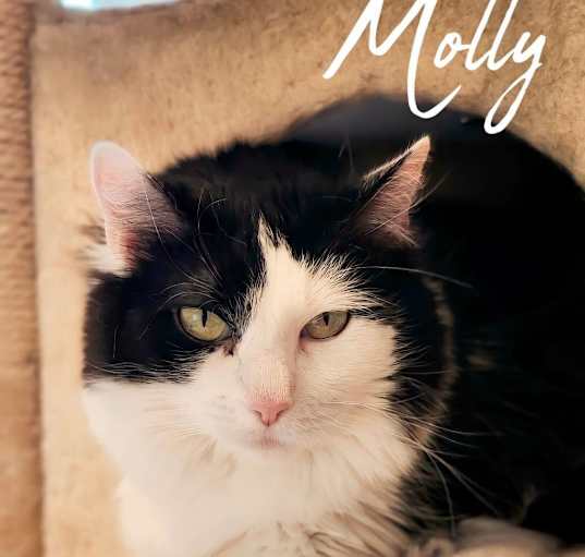 Photo of Molly Purrington
