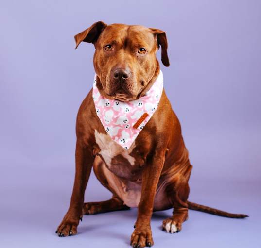 Photo of Honey