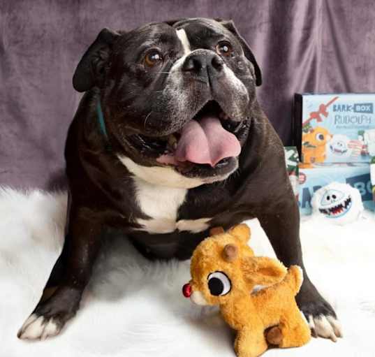 Photo of Gertrude *BONDED WITH HAROLD*