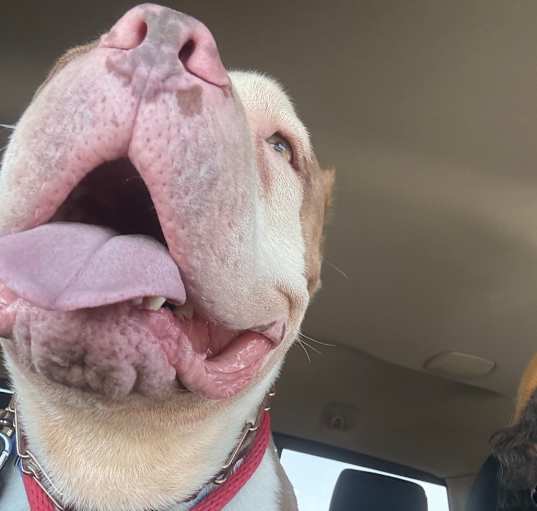 Photo of Brock
