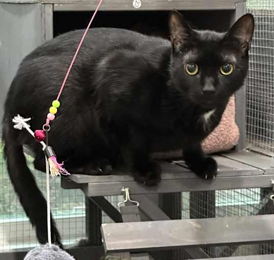 Photo of Loki