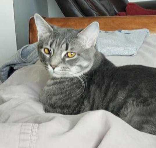 Photo of Tabby