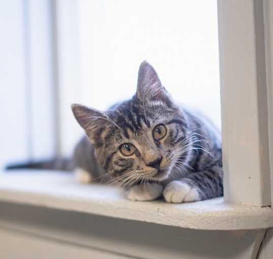 Photo of Gus