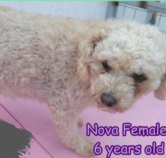 Photo of Nova