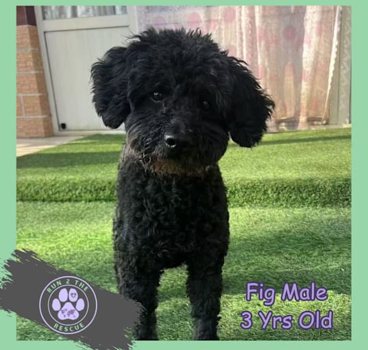 Photo of Fig