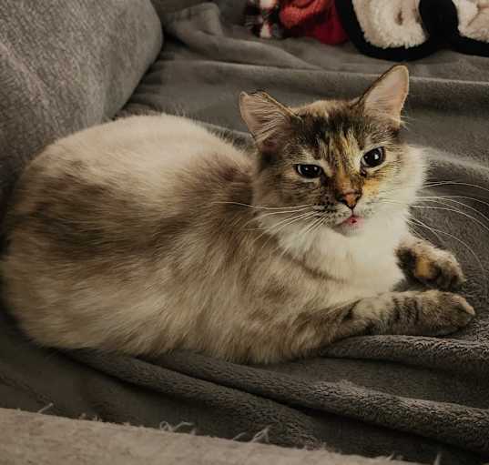 Photo of Nori