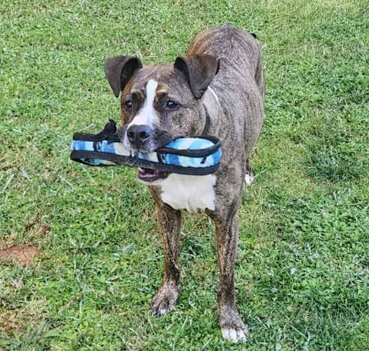 Photo of Niko