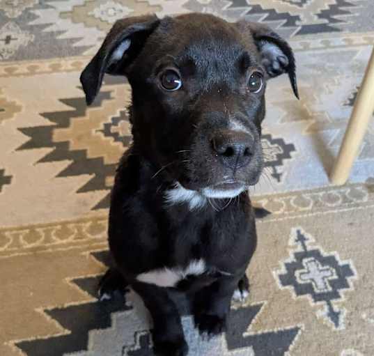 Photo of Ophelia