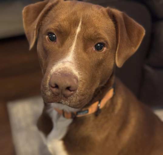 Photo of Comet