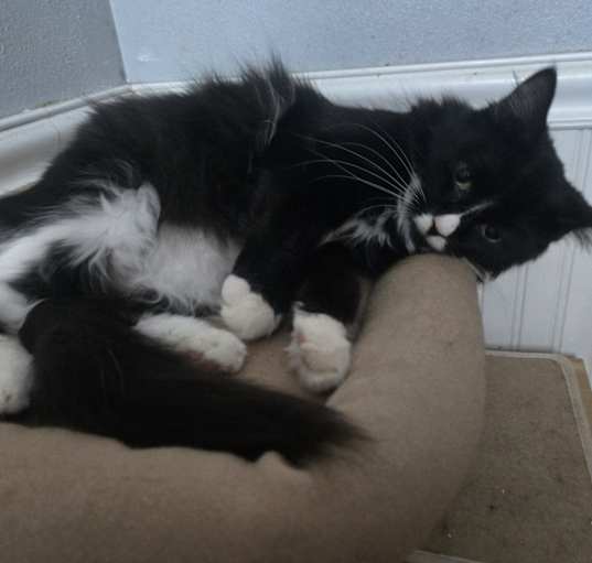 Photo of Furgie (OUT ON TRIAL!)