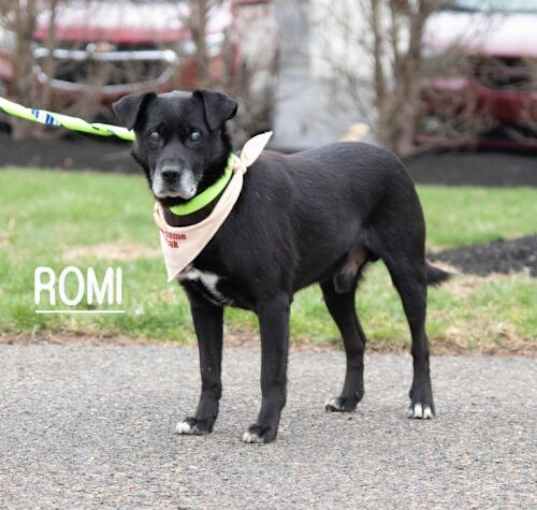 Photo of Romi Pawsquad