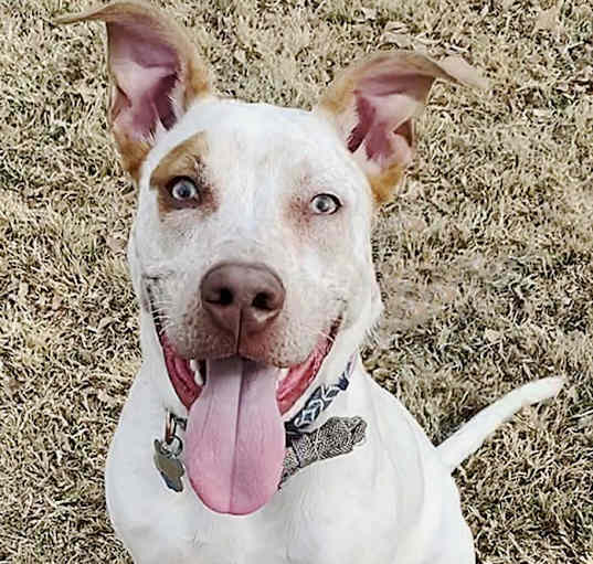 Photo of Bruno