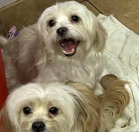 Photo of Luna and Butters