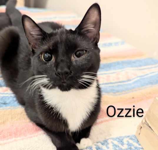 Photo of Ozzie
