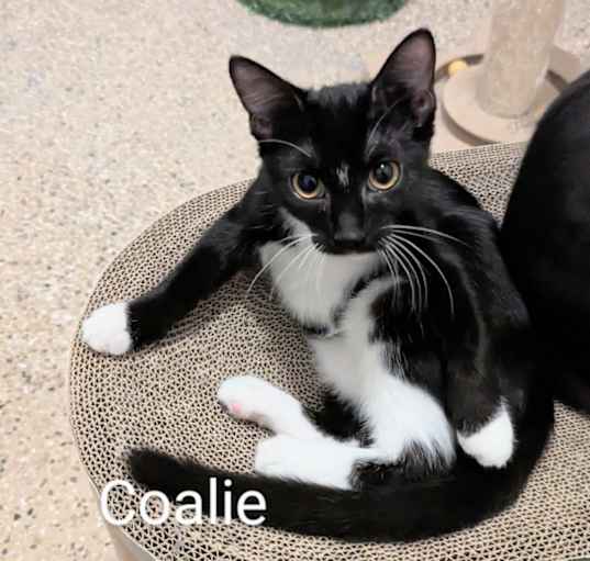 Photo of Coalie
