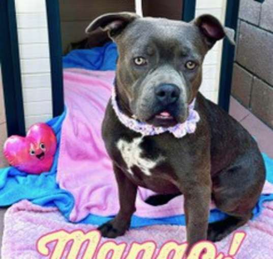 Photo of Mango