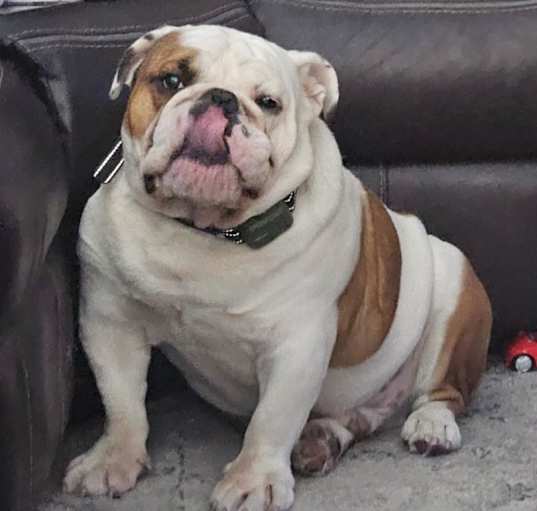 Photo of Dozer