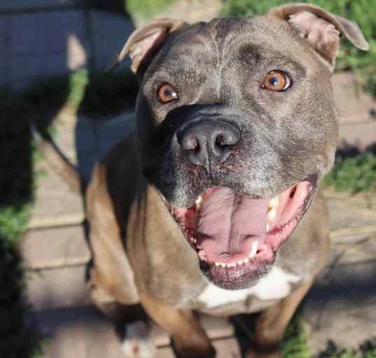 Photo of Smokey (sponsored fee)