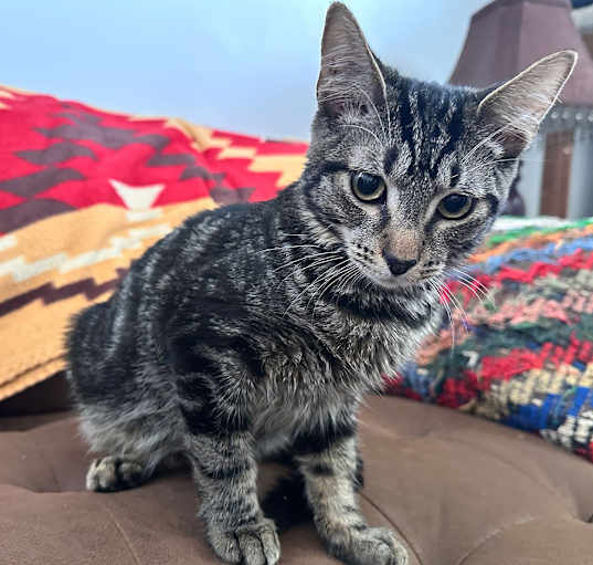 Photo of Pending! Waffles