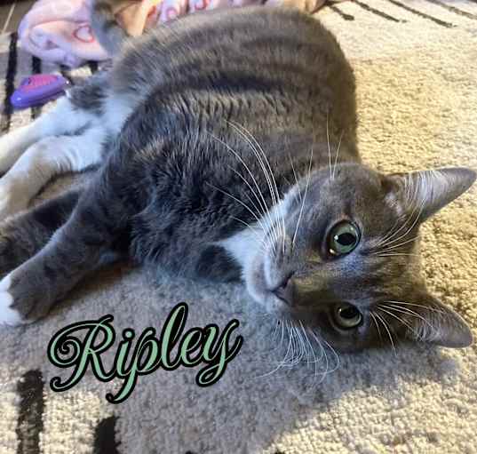 Photo of Ripley