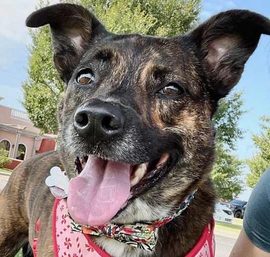 Photo of Pepper