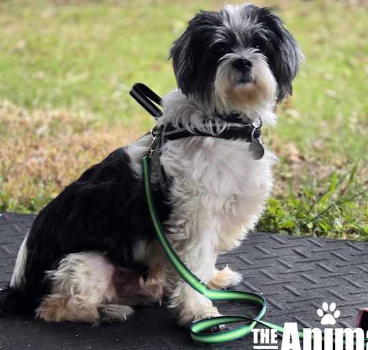 Photo of Oliver