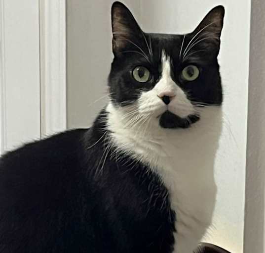 Photo of Dexter