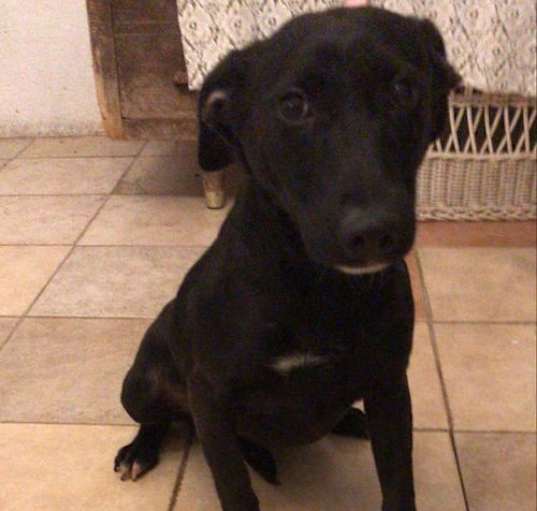 Photo of Zelda
