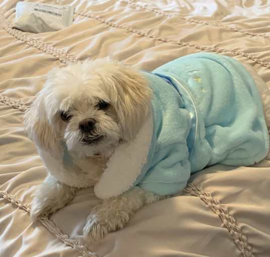 Photo of Willow