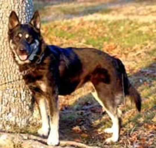 Photo of DODGER