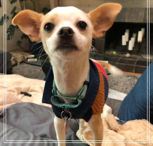Photo of PABLO