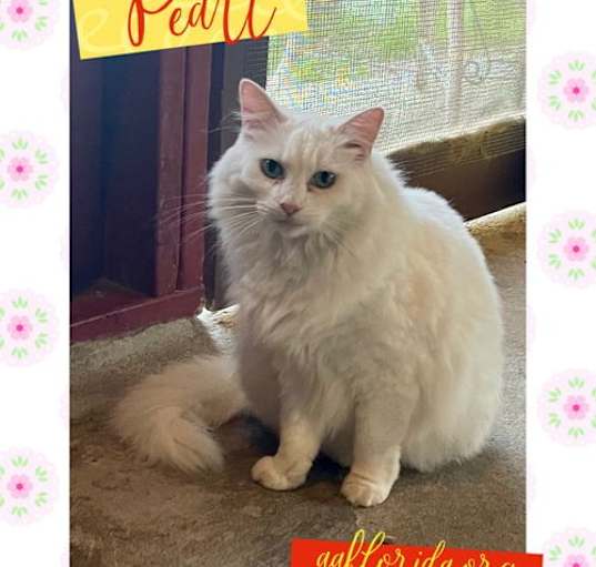 Photo of Pearl *Cyd