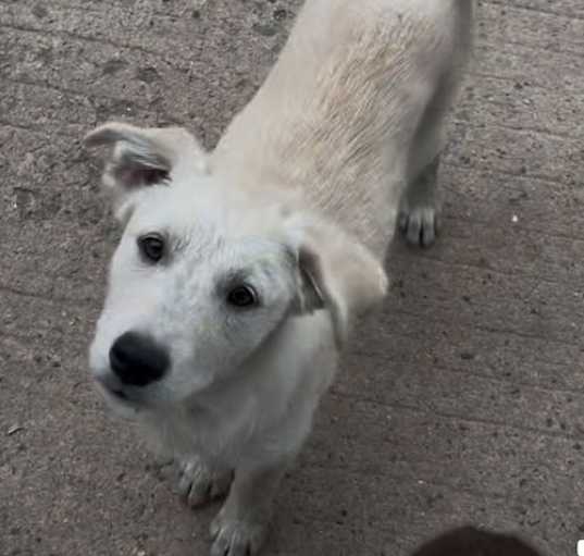 Photo of Nellie (Nova pup) in foster