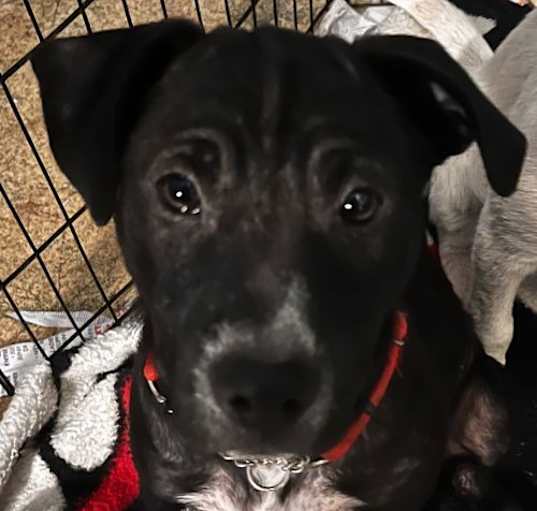 Photo of Nadia (Nova pup) in foster