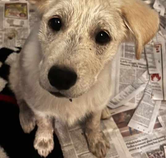 Photo of Nina (Nova pup) in foster