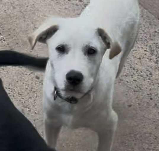 Photo of Neo (Nova pup) in foster