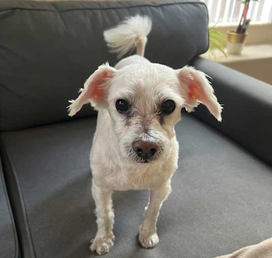 Photo of Frankie