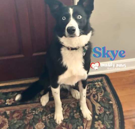 Photo of Skye (Courtesy Post)