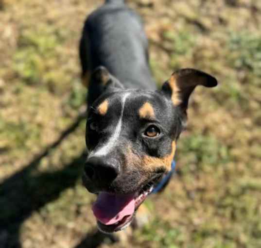 Photo of Dallas