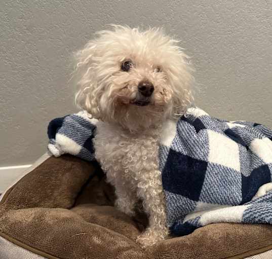 Photo of Boo