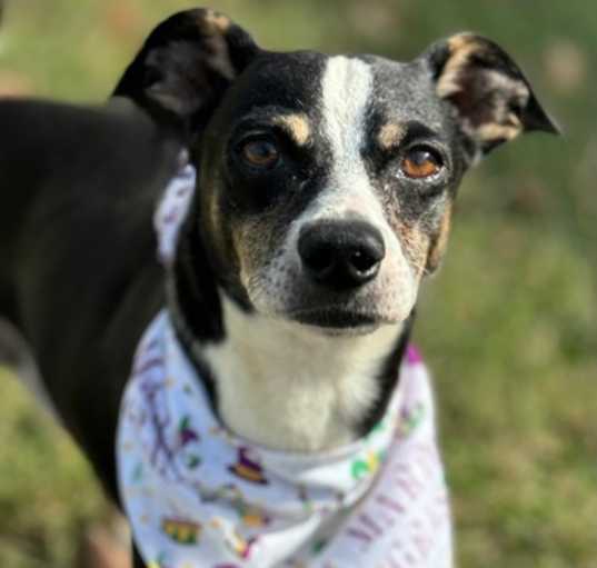 Photo of Buddy