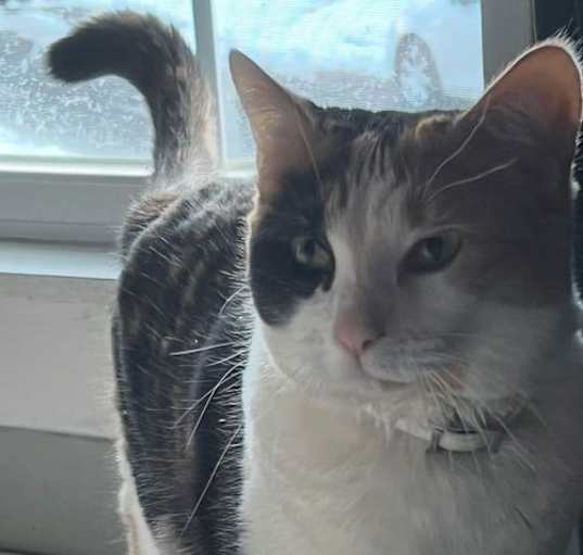 Photo of Delilah