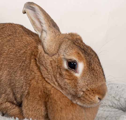 Photo of Biscuit