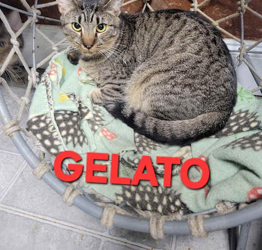 Photo of Gelato