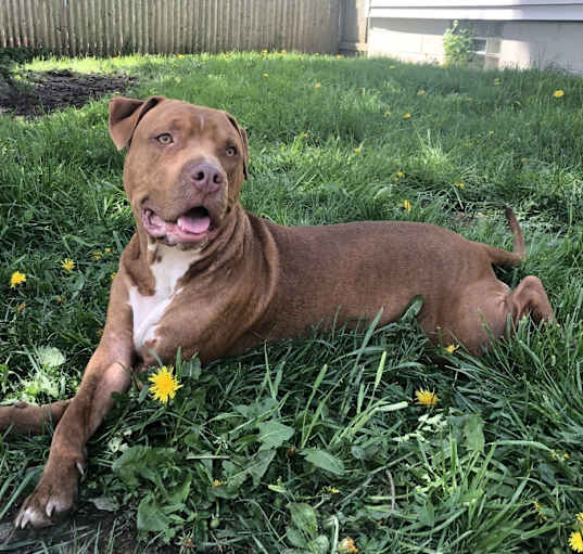 Photo of Otis