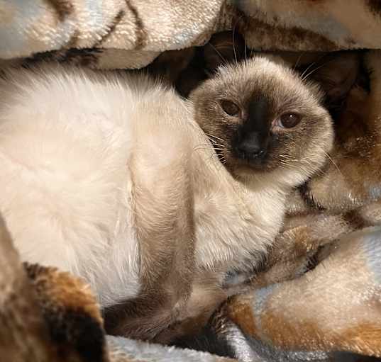 Photo of Pending! Muffin