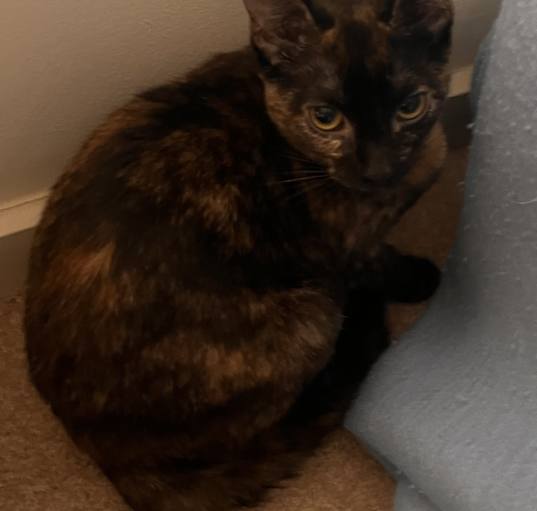 Photo of Pending! Penelope