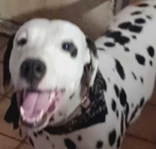 Photo of Sparky